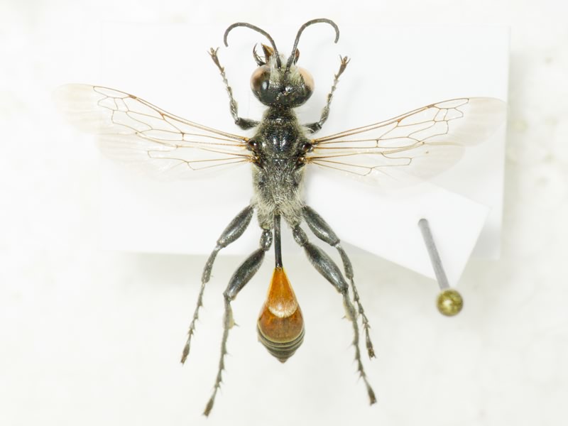Hymenoptera